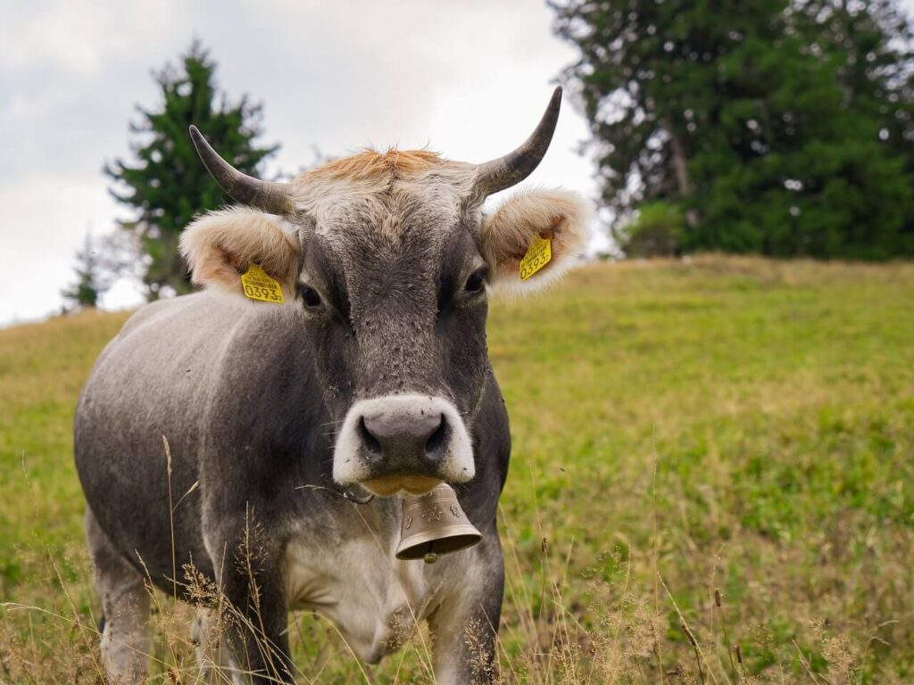 Ekodar sledljivost - ekološka teletina